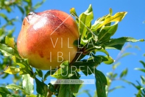 Villa Santa Gertrudis Ibiza huren