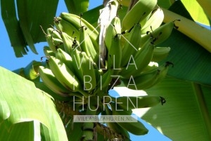 Villa Santa Gertrudis Ibiza huren