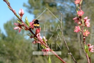 Villa Santa Gertrudis Ibiza huren