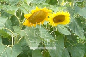 Villa Santa Gertrudis Ibiza huren